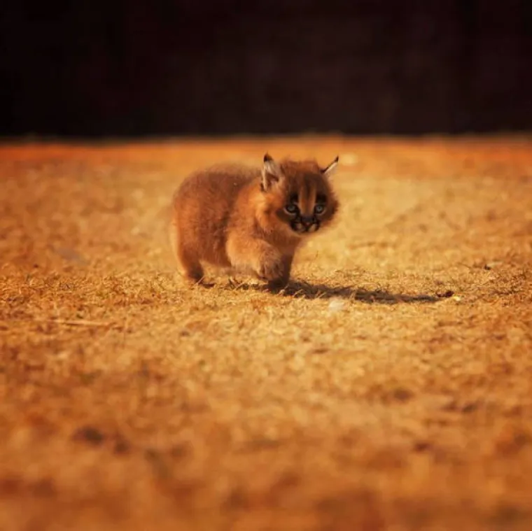 NAJSLAĐA VRSTA MAČKE KOJU ĆETE IKADA VIDJETI: One stvarno postoje, ovo nisu prizori iz crtića!