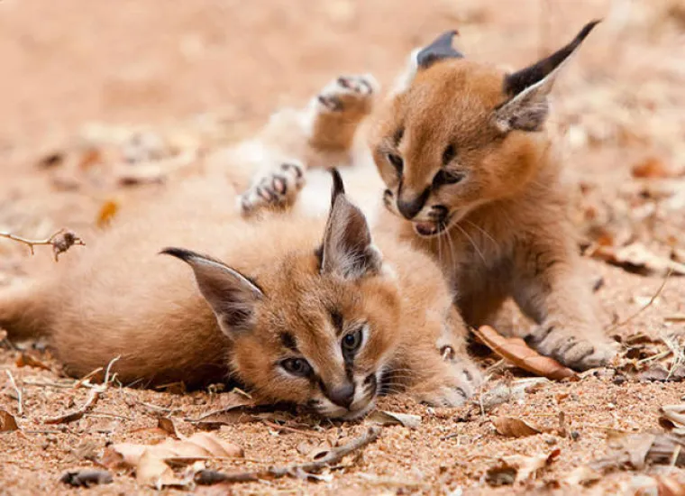 NAJSLAĐA VRSTA MAČKE KOJU ĆETE IKADA VIDJETI: One stvarno postoje, ovo nisu prizori iz crtića!