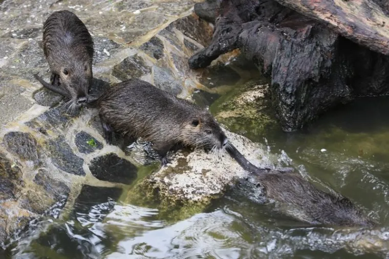 Svečano otvoren obnovljeni zagrebački ZOO vrt