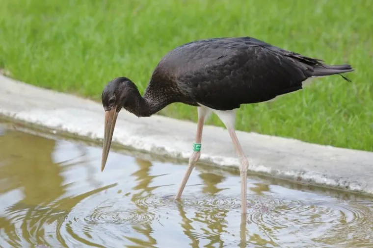 Svečano otvoren obnovljeni zagrebački ZOO vrt