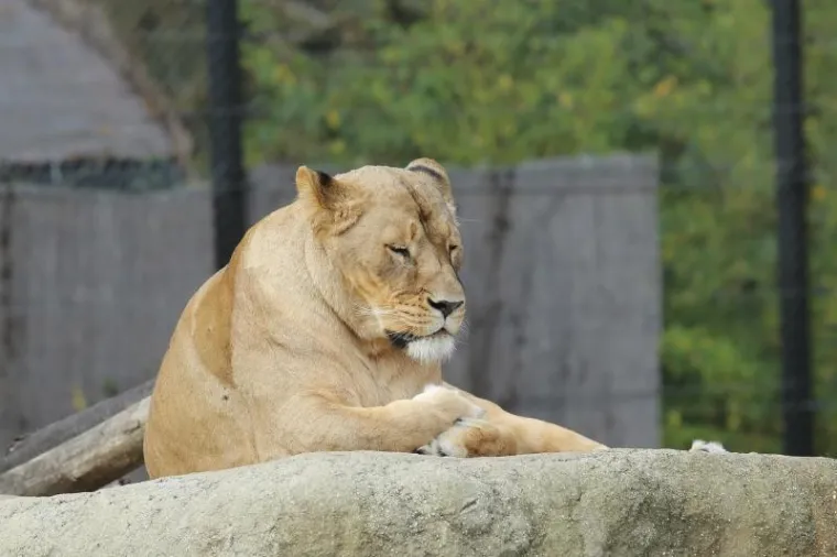 Svečano otvoren obnovljeni zagrebački ZOO vrt
