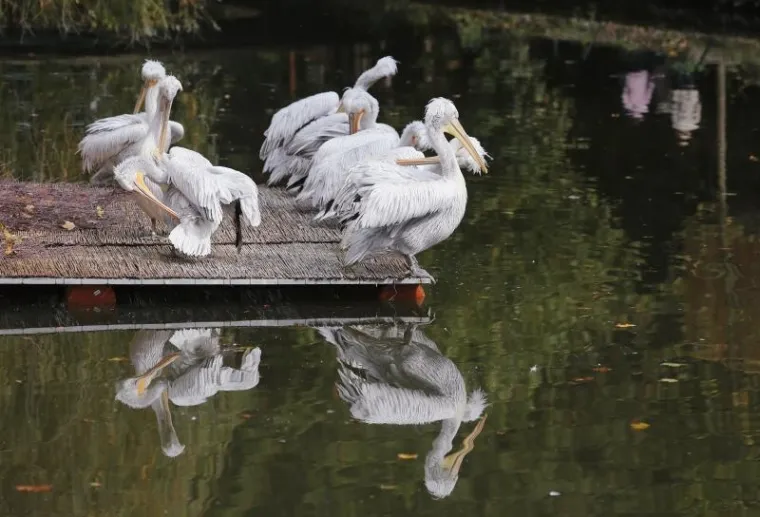 Svečano otvoren obnovljeni zagrebački ZOO vrt