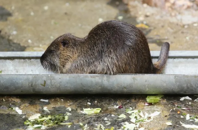 Svečano otvoren obnovljeni zagrebački ZOO vrt