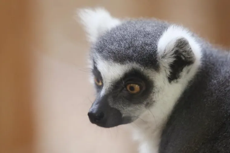 Svečano otvoren obnovljeni zagrebački ZOO vrt