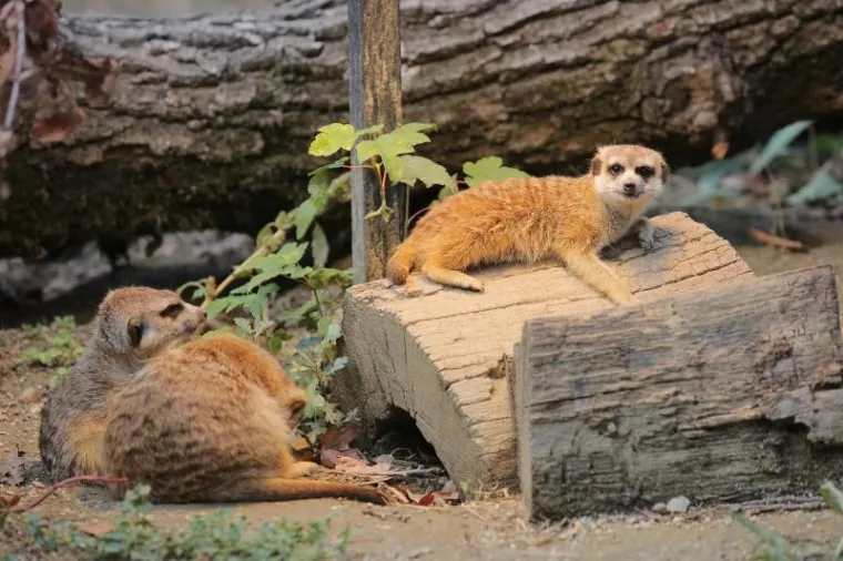 Svečano otvoren obnovljeni zagrebački ZOO vrt
