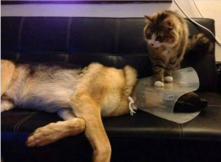 JASNO SE VIDI TKO JE GLAVNI KOD NJIH U VEZI: Neki jednostavno vole biti &scaron;efovi i tome nama pomoći