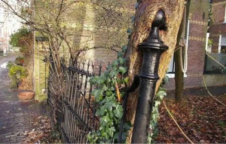 DUGO NAKON &Scaron;TO LJUDI IZUMRU, NA ZEMLJI ĆE OSTATI STABLA: Gutaju sve pred sobom, uopće ih nije briga za nas