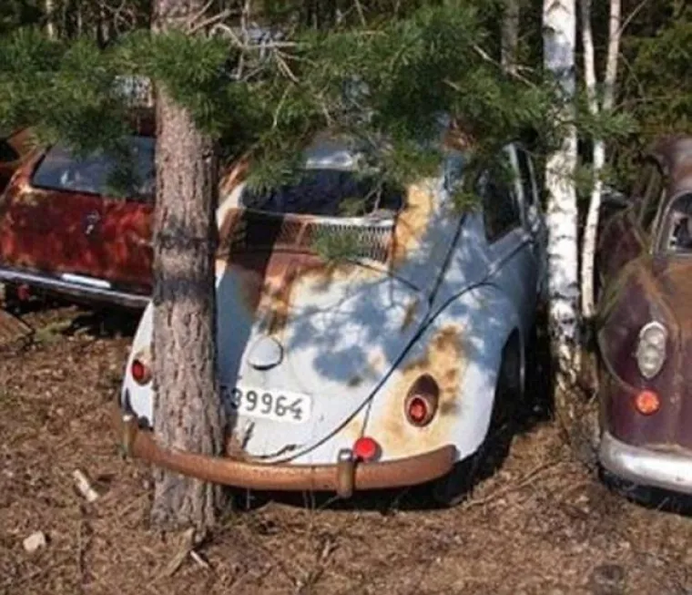 DUGO NAKON &Scaron;TO LJUDI IZUMRU, NA ZEMLJI ĆE OSTATI STABLA: Gutaju sve pred sobom, uopće ih nije briga za nas