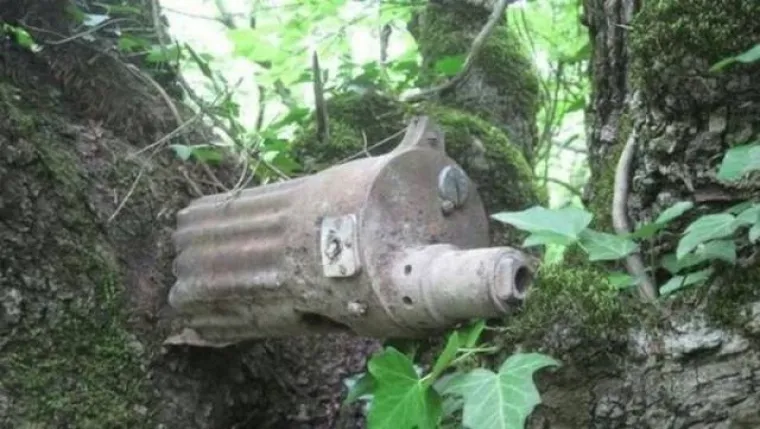DUGO NAKON &Scaron;TO LJUDI IZUMRU, NA ZEMLJI ĆE OSTATI STABLA: Gutaju sve pred sobom, uopće ih nije briga za nas