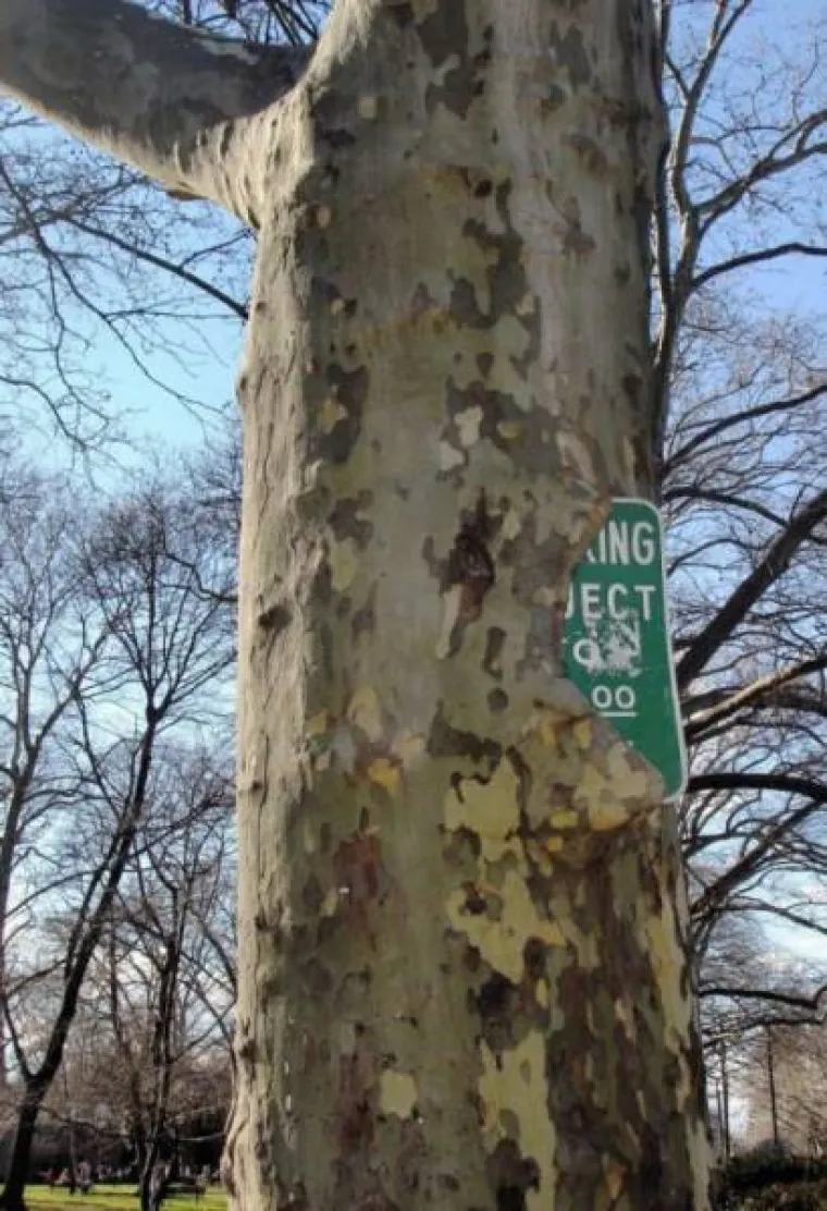 DUGO NAKON &Scaron;TO LJUDI IZUMRU, NA ZEMLJI ĆE OSTATI STABLA: Gutaju sve pred sobom, uopće ih nije briga za nas