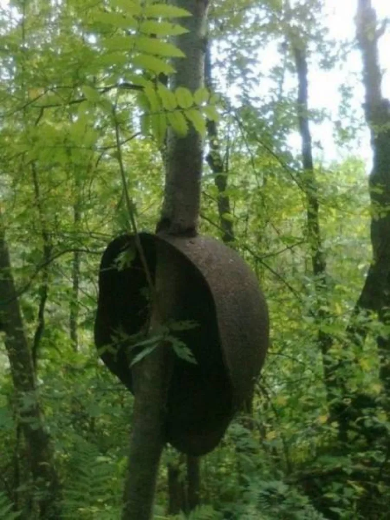DUGO NAKON &Scaron;TO LJUDI IZUMRU, NA ZEMLJI ĆE OSTATI STABLA: Gutaju sve pred sobom, uopće ih nije briga za nas