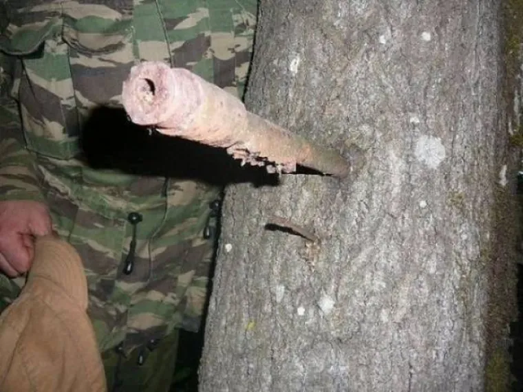 DUGO NAKON &Scaron;TO LJUDI IZUMRU, NA ZEMLJI ĆE OSTATI STABLA: Gutaju sve pred sobom, uopće ih nije briga za nas