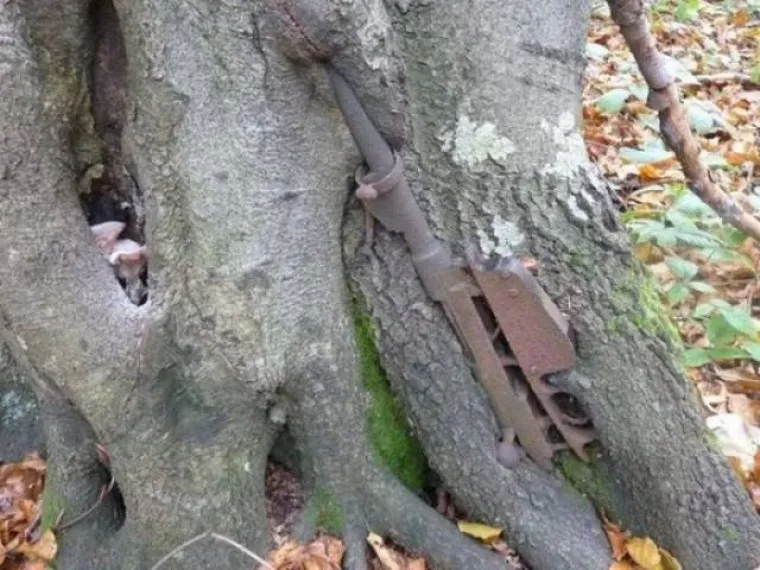 DUGO NAKON &Scaron;TO LJUDI IZUMRU, NA ZEMLJI ĆE OSTATI STABLA: Gutaju sve pred sobom, uopće ih nije briga za nas