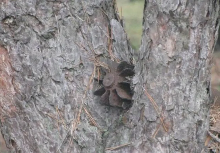DUGO NAKON &Scaron;TO LJUDI IZUMRU, NA ZEMLJI ĆE OSTATI STABLA: Gutaju sve pred sobom, uopće ih nije briga za nas