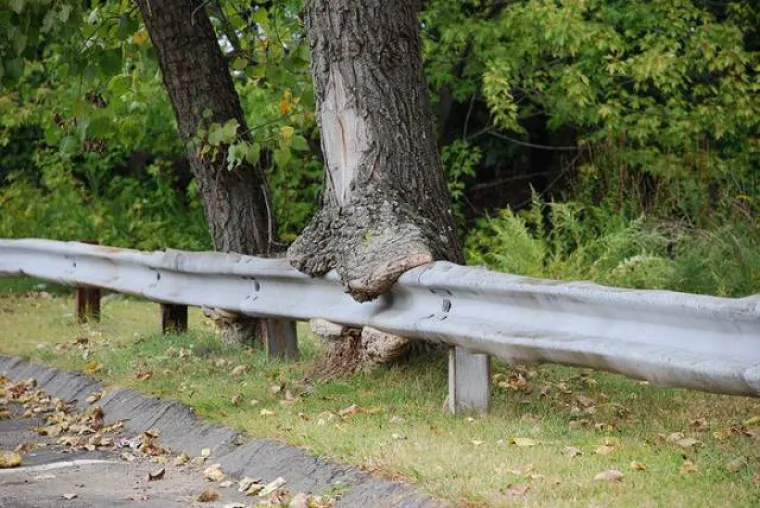 DUGO NAKON &Scaron;TO LJUDI IZUMRU, NA ZEMLJI ĆE OSTATI STABLA: Gutaju sve pred sobom, uopće ih nije briga za nas