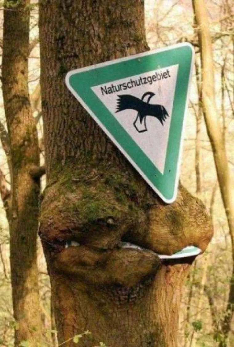 DUGO NAKON &Scaron;TO LJUDI IZUMRU, NA ZEMLJI ĆE OSTATI STABLA: Gutaju sve pred sobom, uopće ih nije briga za nas