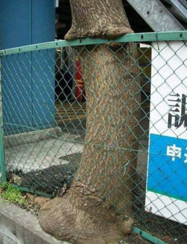 DUGO NAKON &Scaron;TO LJUDI IZUMRU, NA ZEMLJI ĆE OSTATI STABLA: Gutaju sve pred sobom, uopće ih nije briga za nas