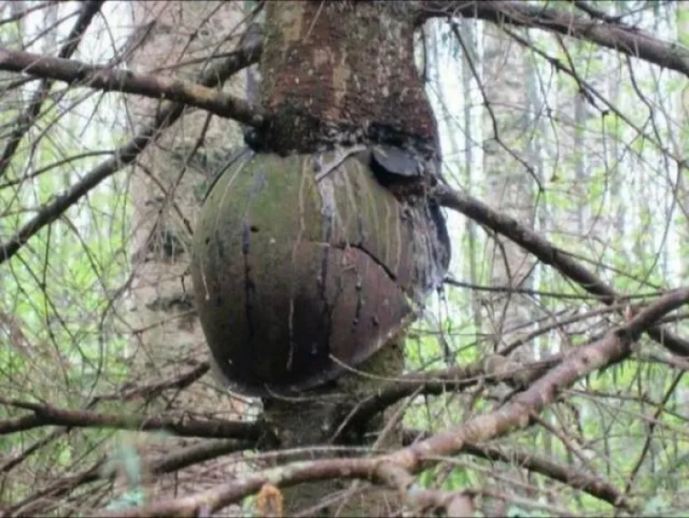 DUGO NAKON &Scaron;TO LJUDI IZUMRU, NA ZEMLJI ĆE OSTATI STABLA: Gutaju sve pred sobom, uopće ih nije briga za nas