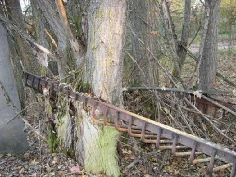 DUGO NAKON &Scaron;TO LJUDI IZUMRU, NA ZEMLJI ĆE OSTATI STABLA: Gutaju sve pred sobom, uopće ih nije briga za nas