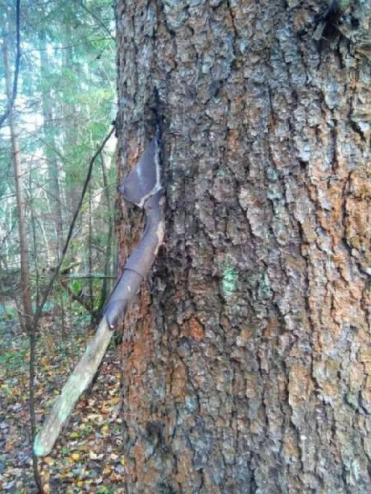 DUGO NAKON &Scaron;TO LJUDI IZUMRU, NA ZEMLJI ĆE OSTATI STABLA: Gutaju sve pred sobom, uopće ih nije briga za nas