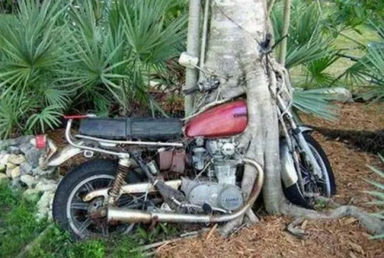 DUGO NAKON &Scaron;TO LJUDI IZUMRU, NA ZEMLJI ĆE OSTATI STABLA: Gutaju sve pred sobom, uopće ih nije briga za nas