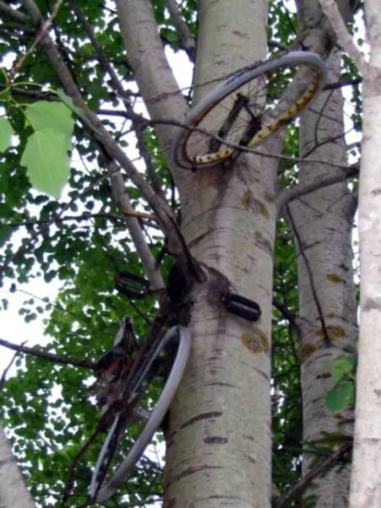 DUGO NAKON &Scaron;TO LJUDI IZUMRU, NA ZEMLJI ĆE OSTATI STABLA: Gutaju sve pred sobom, uopće ih nije briga za nas