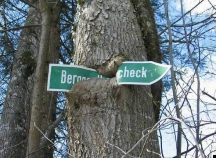 DUGO NAKON &Scaron;TO LJUDI IZUMRU, NA ZEMLJI ĆE OSTATI STABLA: Gutaju sve pred sobom, uopće ih nije briga za nas