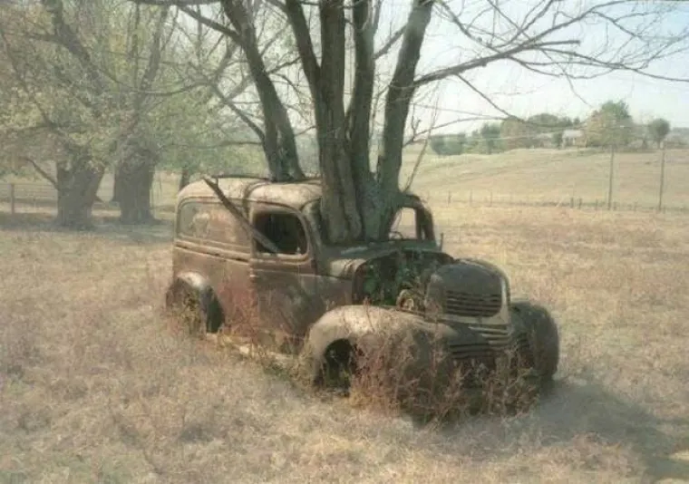 DUGO NAKON &Scaron;TO LJUDI IZUMRU, NA ZEMLJI ĆE OSTATI STABLA: Gutaju sve pred sobom, uopće ih nije briga za nas