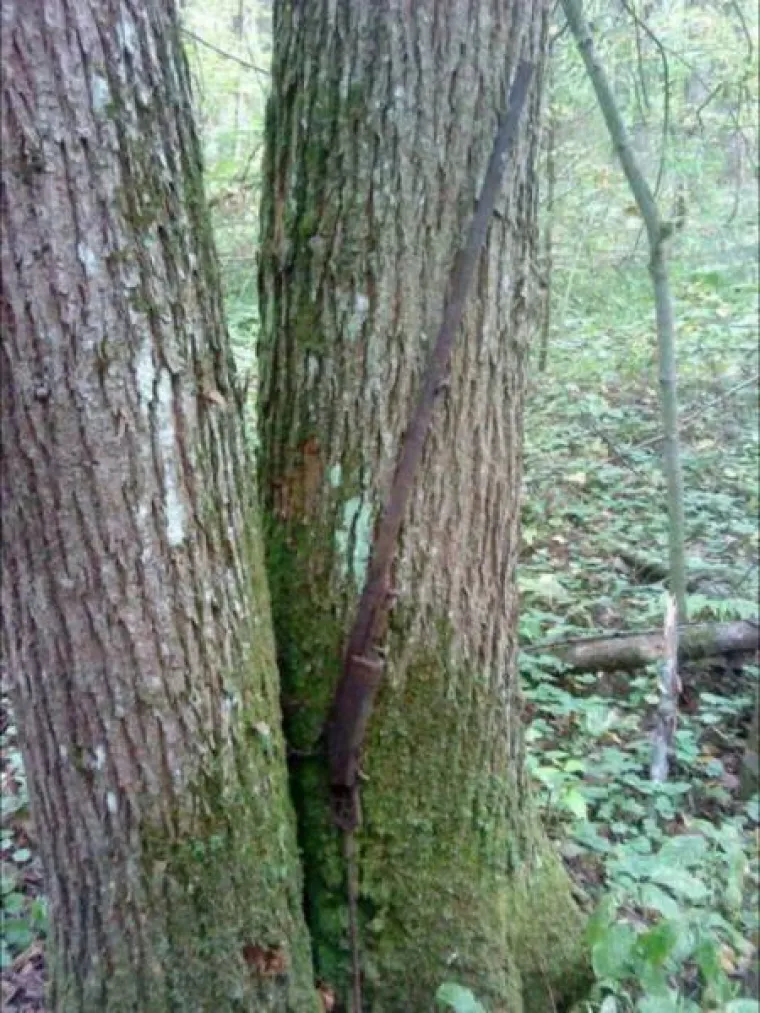 DUGO NAKON &Scaron;TO LJUDI IZUMRU, NA ZEMLJI ĆE OSTATI STABLA: Gutaju sve pred sobom, uopće ih nije briga za nas