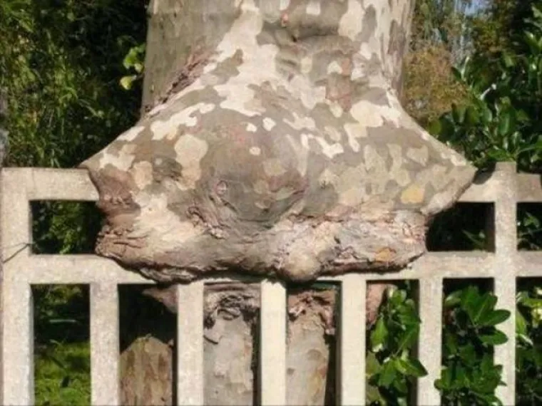 DUGO NAKON &Scaron;TO LJUDI IZUMRU, NA ZEMLJI ĆE OSTATI STABLA: Gutaju sve pred sobom, uopće ih nije briga za nas