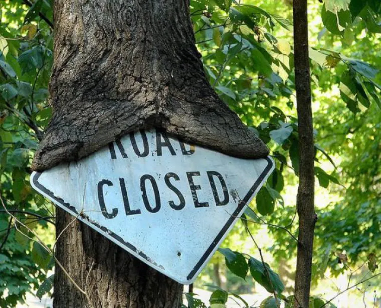 DUGO NAKON &Scaron;TO LJUDI IZUMRU, NA ZEMLJI ĆE OSTATI STABLA: Gutaju sve pred sobom, uopće ih nije briga za nas