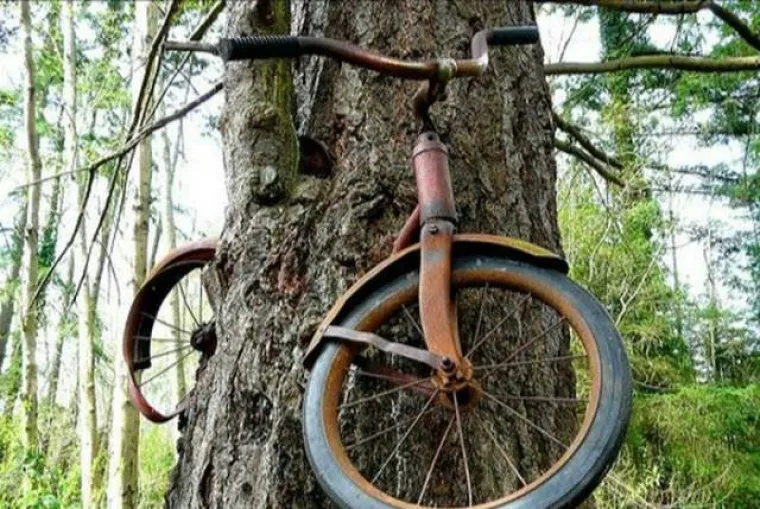 DUGO NAKON &Scaron;TO LJUDI IZUMRU, NA ZEMLJI ĆE OSTATI STABLA: Gutaju sve pred sobom, uopće ih nije briga za nas