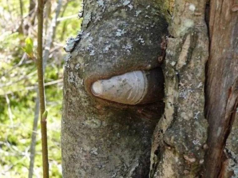 DUGO NAKON &Scaron;TO LJUDI IZUMRU, NA ZEMLJI ĆE OSTATI STABLA: Gutaju sve pred sobom, uopće ih nije briga za nas