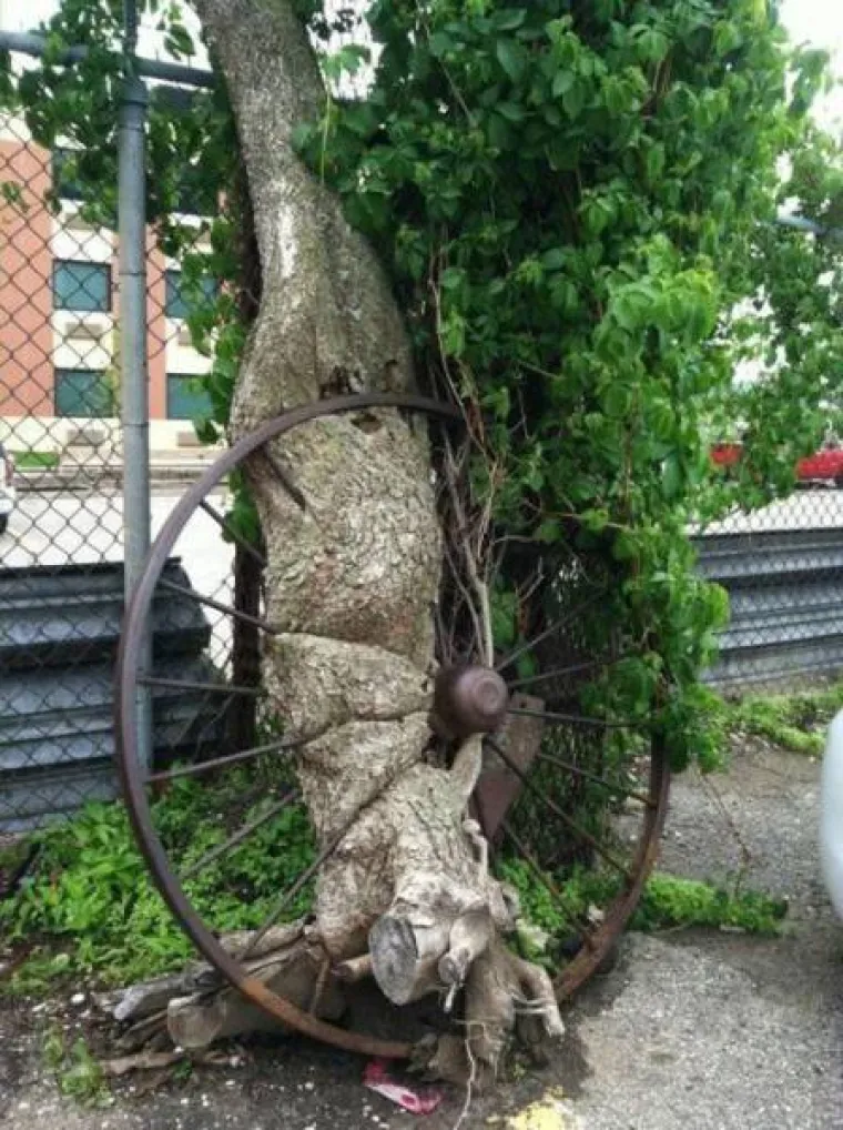 DUGO NAKON &Scaron;TO LJUDI IZUMRU, NA ZEMLJI ĆE OSTATI STABLA: Gutaju sve pred sobom, uopće ih nije briga za nas