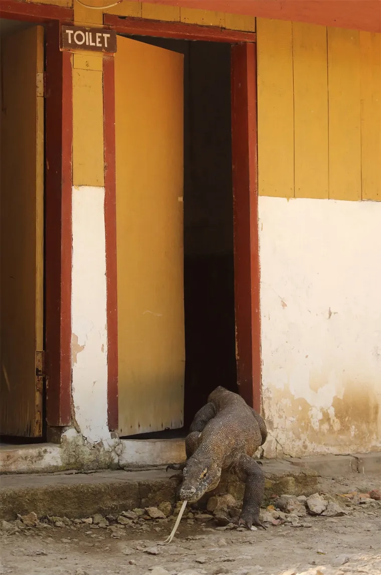 Urnebesni prizori iz divljeg svijeta