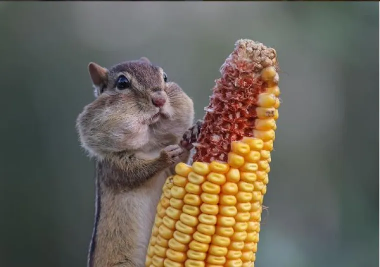 Urnebesni prizori iz divljeg svijeta