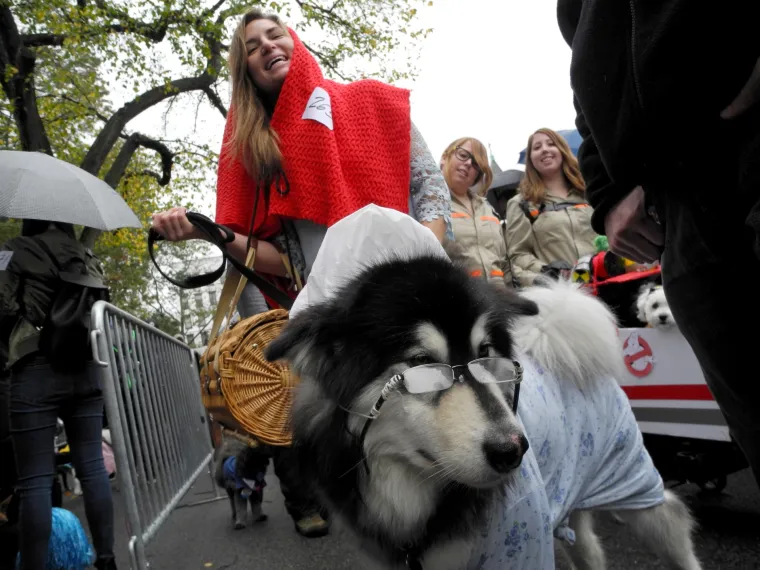 Batman, papa, lav, zatvorenik: ako za Halloween želite umaskirati i svoje psiće, evo vam nekoliko urnebesnih ideja