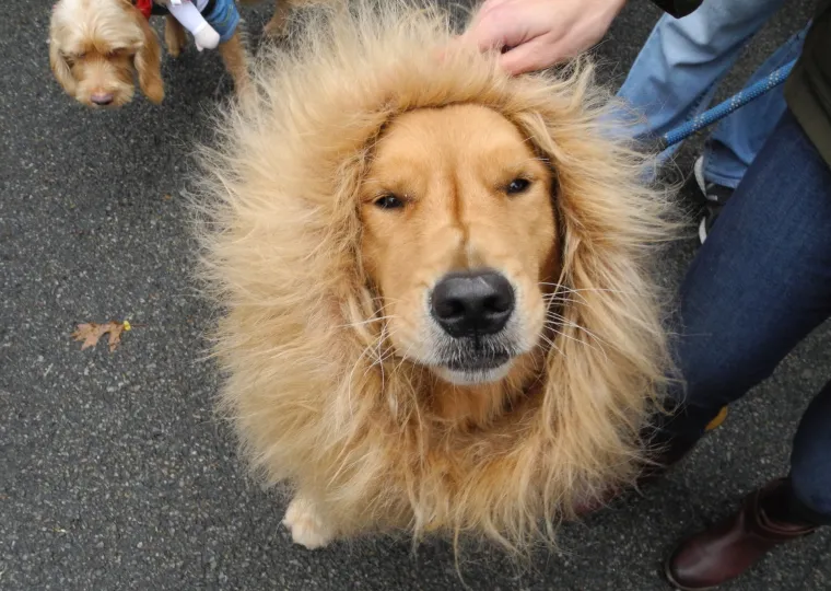 Batman, papa, lav, zatvorenik: ako za Halloween želite umaskirati i svoje psiće, evo vam nekoliko urnebesnih ideja