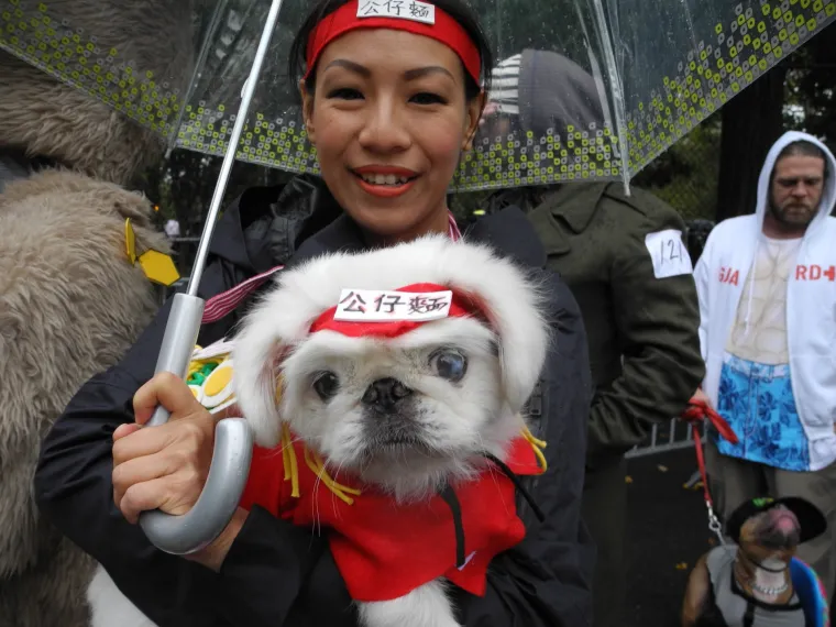 Batman, papa, lav, zatvorenik: ako za Halloween želite umaskirati i svoje psiće, evo vam nekoliko urnebesnih ideja