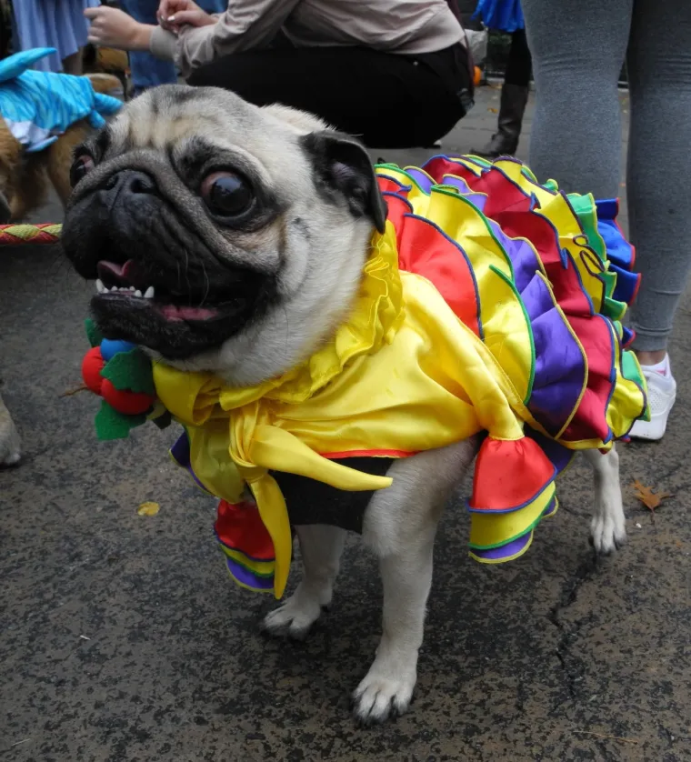 Batman, papa, lav, zatvorenik: ako za Halloween želite umaskirati i svoje psiće, evo vam nekoliko urnebesnih ideja