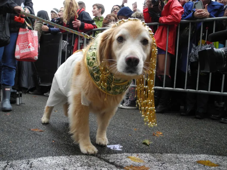 Batman, papa, lav, zatvorenik: ako za Halloween želite umaskirati i svoje psiće, evo vam nekoliko urnebesnih ideja