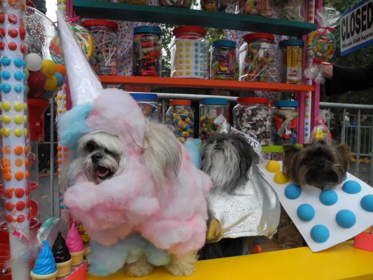 Batman, papa, lav, zatvorenik: ako za Halloween želite umaskirati i svoje psiće, evo vam nekoliko urnebesnih ideja