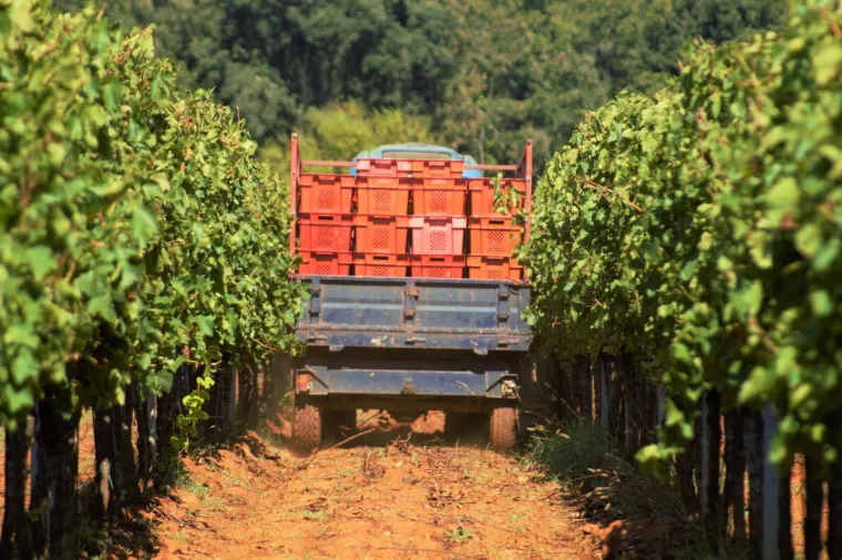 Prava ruta: uživanje u istarskoj vinariji
