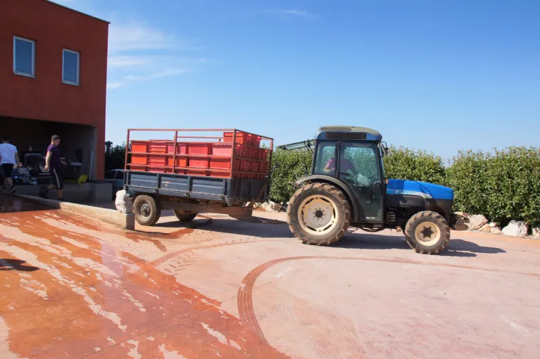 Prava ruta: uživanje u istarskoj vinariji