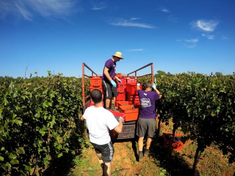 Prava ruta: uživanje u istarskoj vinariji