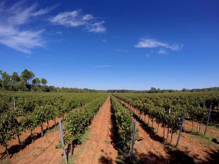 Prava ruta: uživanje u istarskoj vinariji