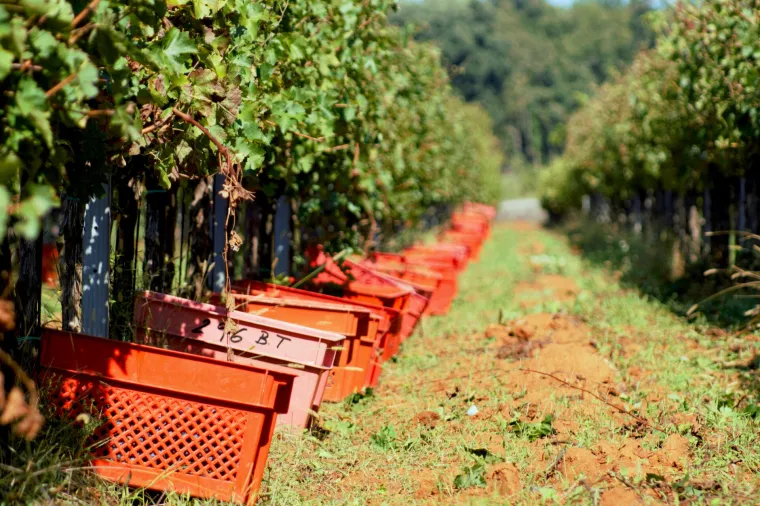 Prava ruta: uživanje u istarskoj vinariji