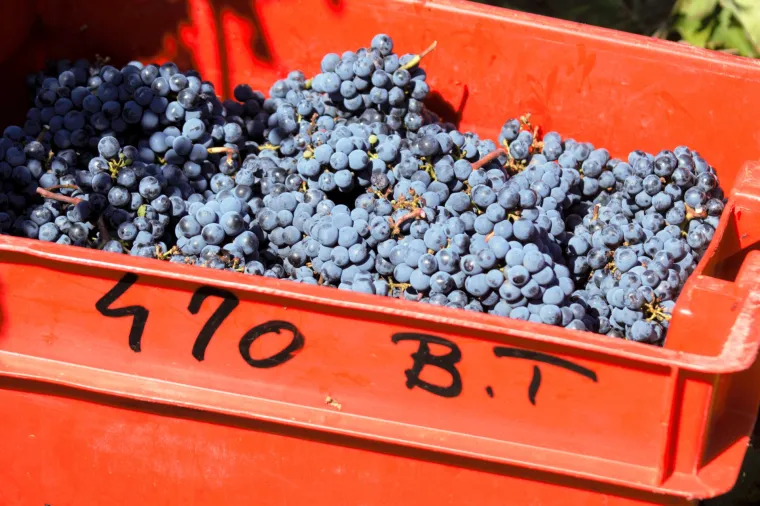 Prava ruta: uživanje u istarskoj vinariji