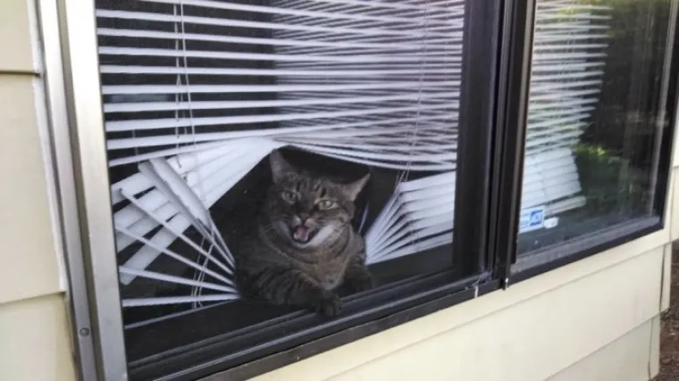 URNEBESNO: Sigurni smo da nisu sve mačke, &scaron;u..i, ali ove 33 jesu