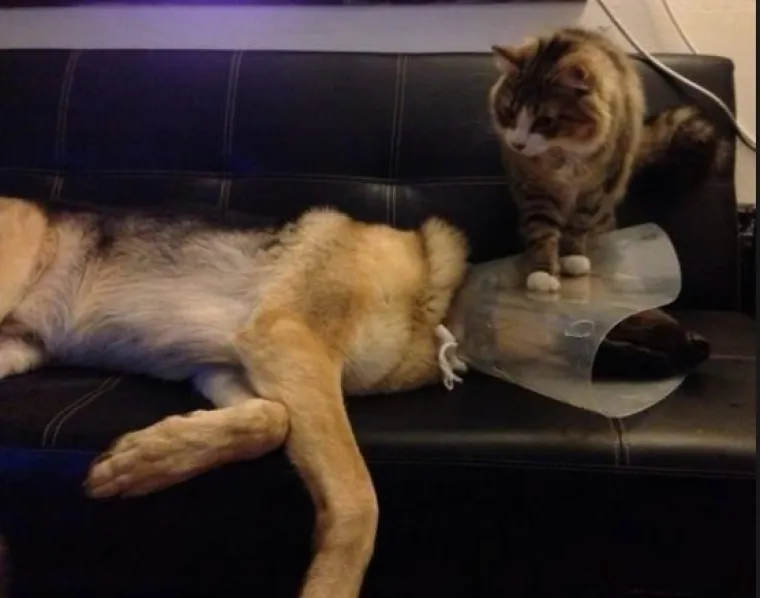 URNEBESNO: Sigurni smo da nisu sve mačke, &scaron;u..i, ali ove 33 jesu